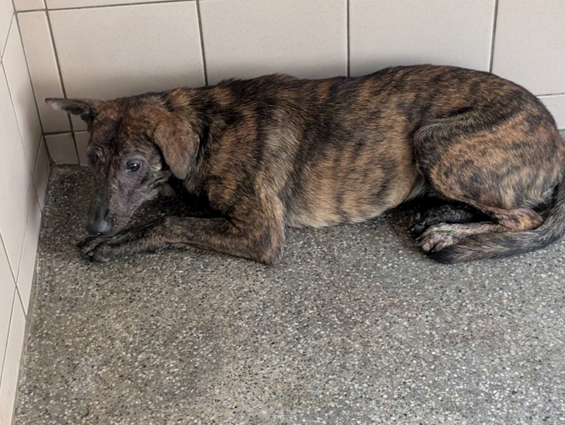 高雄市燕巢動物保護關愛園區,編號:452792, 混種犬          
