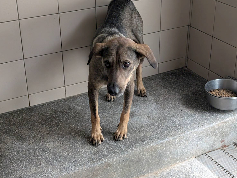 高雄市燕巢動物保護關愛園區,編號:452791, 混種犬          