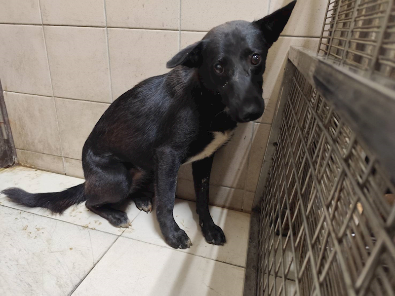 高雄市燕巢動物保護關愛園區,編號:423445, 混種犬          