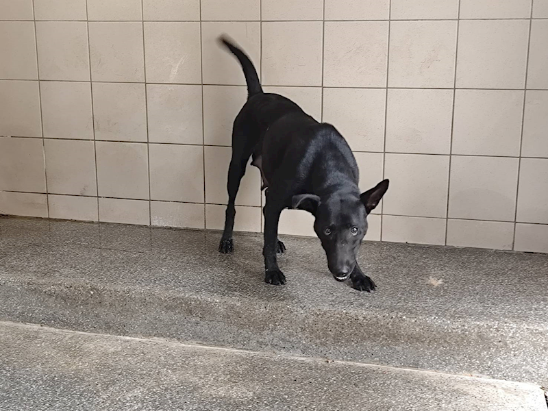 高雄市燕巢動物保護關愛園區,編號:422165, 混種犬          