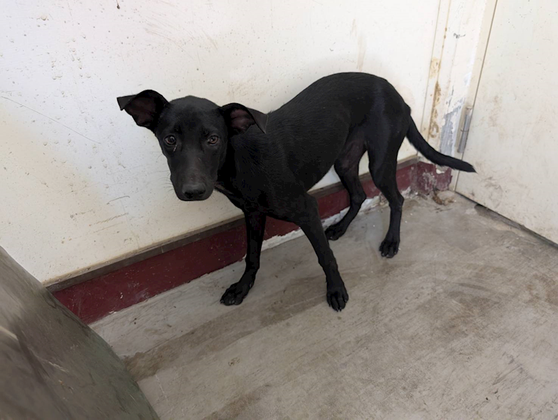 高雄市燕巢動物保護關愛園區,編號:422021, 混種犬          