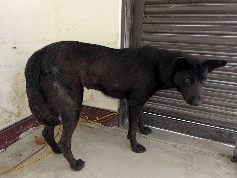 高雄市燕巢動物保護關愛園區,編號:423550, 混種犬          
