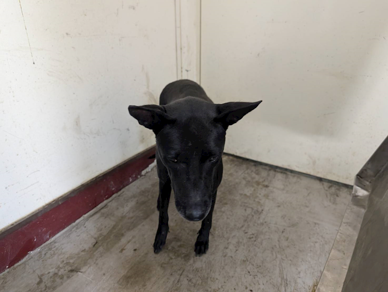 高雄市燕巢動物保護關愛園區,編號:423629, 混種犬          