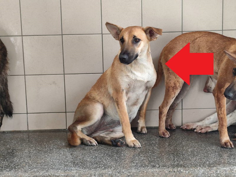 高雄市燕巢動物保護關愛園區,編號:422102, 混種犬          
