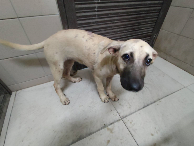高雄市燕巢動物保護關愛園區,編號:423444, 混種犬          