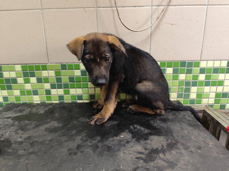 高雄市燕巢動物保護關愛園區,編號:423439, 混種犬          