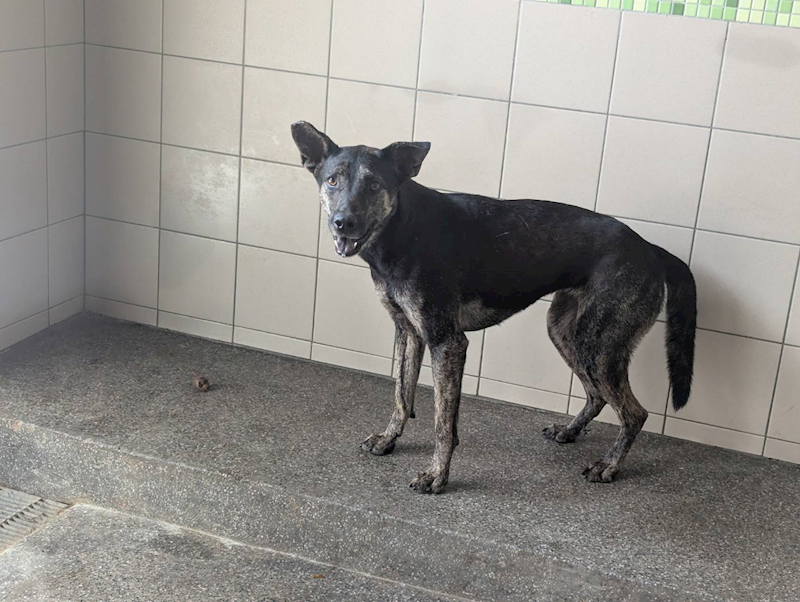 高雄市燕巢動物保護關愛園區,編號:422787, 混種犬          