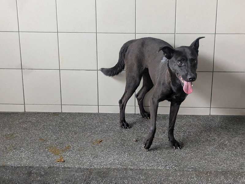 高雄市燕巢動物保護關愛園區,編號:422785, 混種犬          