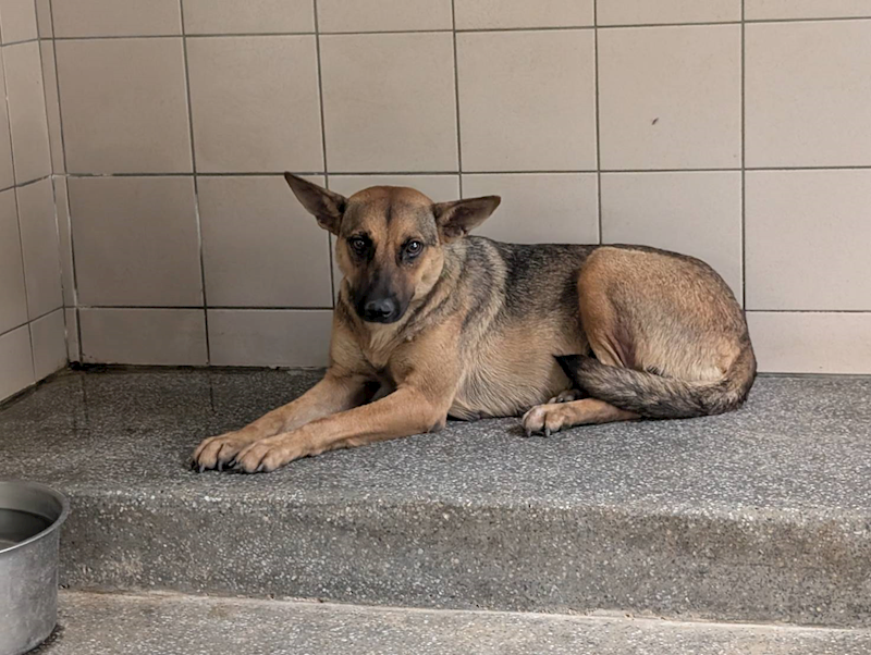 高雄市燕巢動物保護關愛園區,編號:422125, 混種犬          