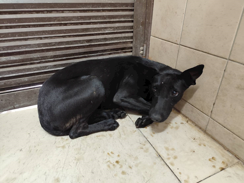 高雄市燕巢動物保護關愛園區,編號:422160, 混種犬          
