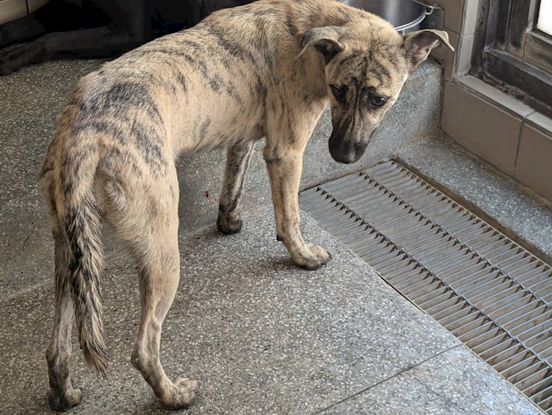 高雄市燕巢動物保護關愛園區,編號:422110, 混種犬          