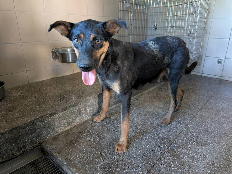 高雄市燕巢動物保護關愛園區,編號:422180, 混種犬          