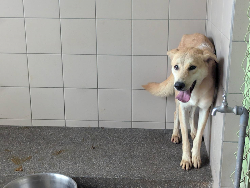 高雄市燕巢動物保護關愛園區,編號:422783, 混種犬          