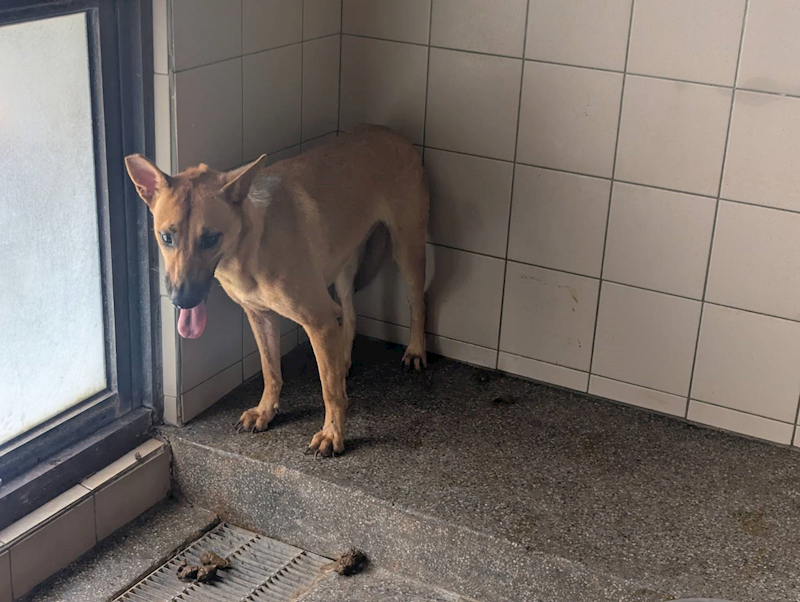高雄市燕巢動物保護關愛園區,編號:422784, 混種犬          