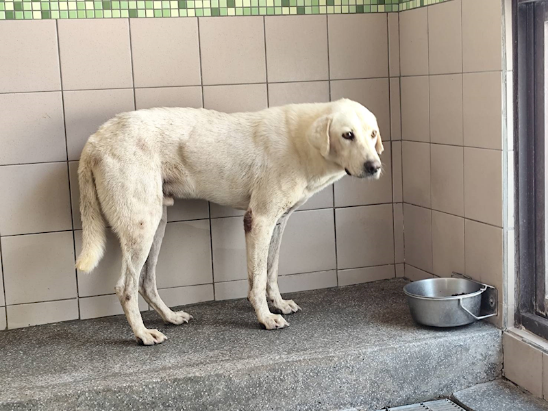 高雄市燕巢動物保護關愛園區,編號:424293, 混種犬          