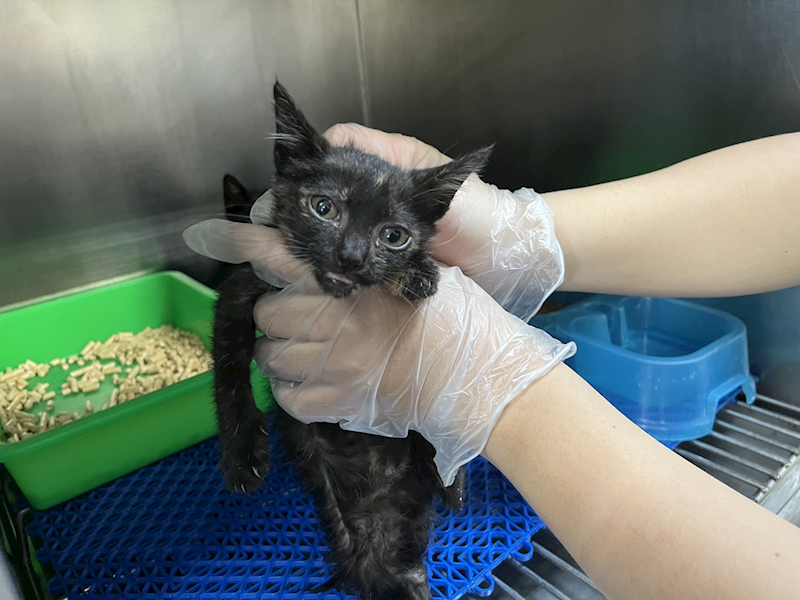 桃園市動物保護教育園區,編號:456377, 混種貓                 