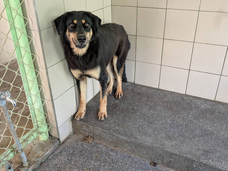 高雄市燕巢動物保護關愛園區,編號:422666, 混種犬          