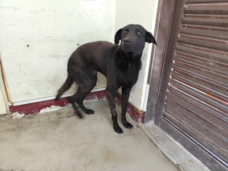 高雄市燕巢動物保護關愛園區,編號:463964, 混種犬          
