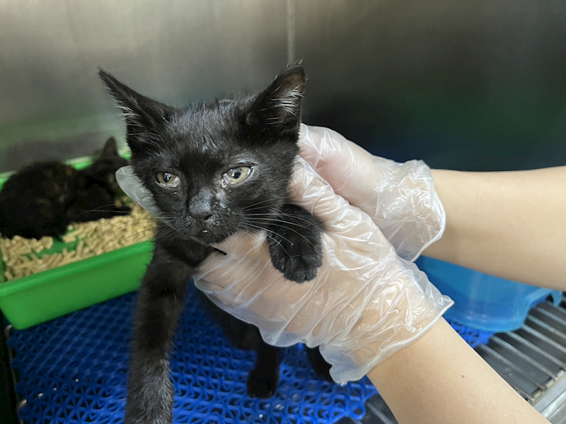 桃園市動物保護教育園區,編號:456378, 混種貓                 