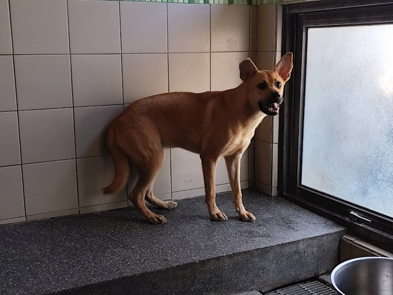 高雄市燕巢動物保護關愛園區,編號:424389, 混種犬          