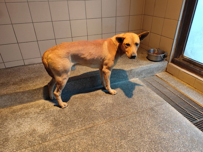高雄市燕巢動物保護關愛園區,編號:422010, 混種犬          