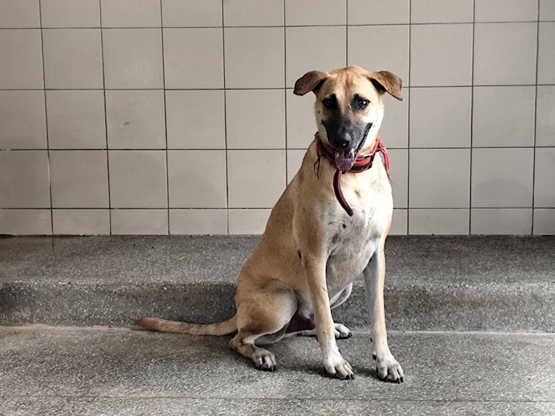 高雄市燕巢動物保護關愛園區,編號:420354, 混種犬          
