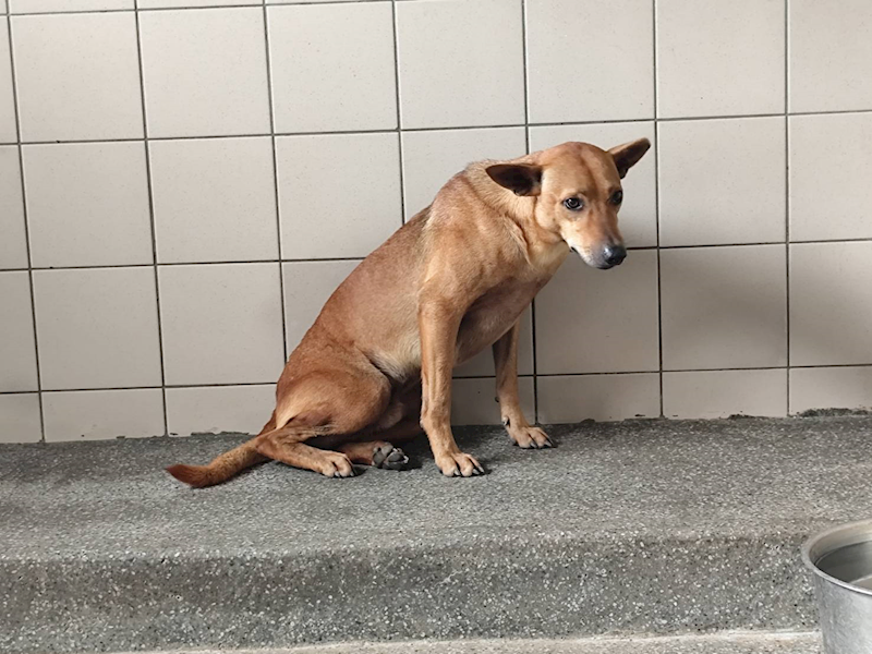 高雄市燕巢動物保護關愛園區,編號:420357, 混種犬          