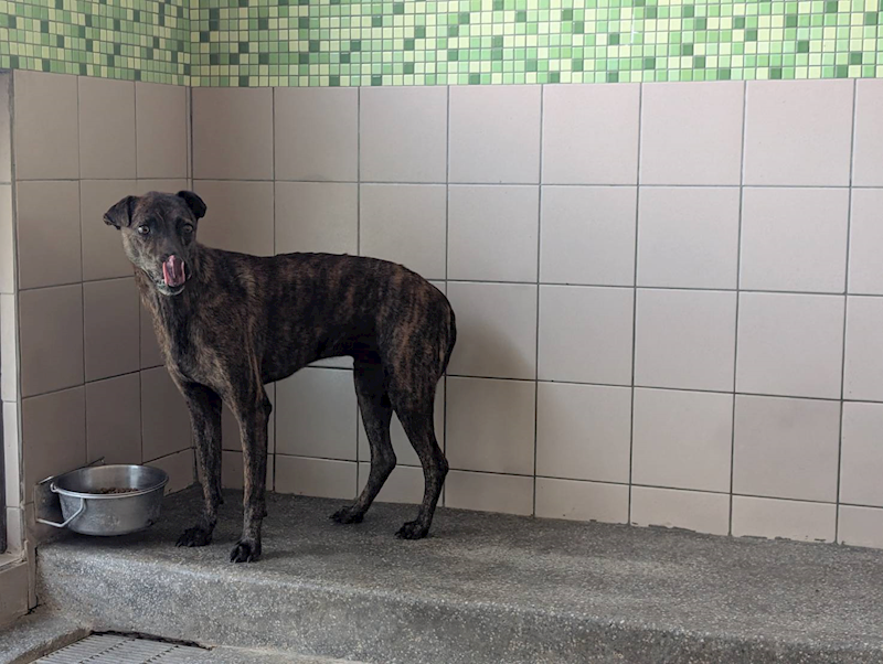 高雄市燕巢動物保護關愛園區,編號:420346, 混種犬          