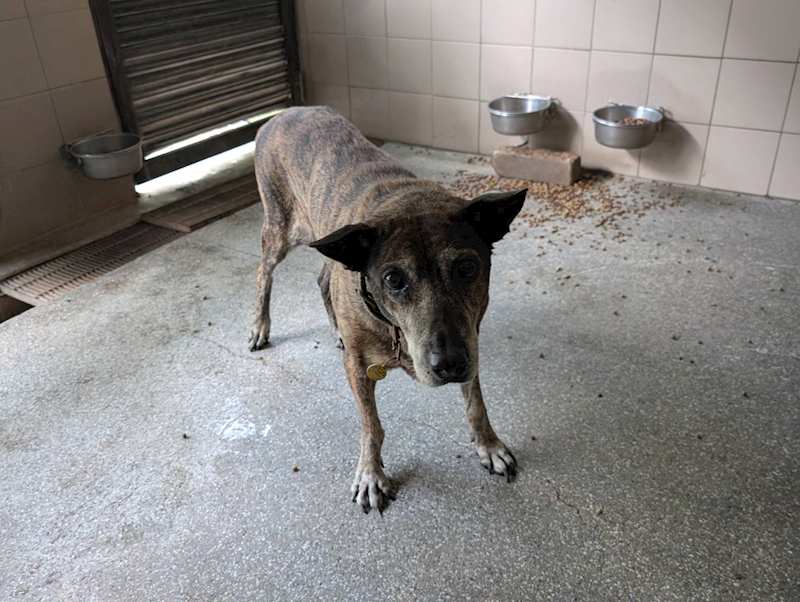 高雄市燕巢動物保護關愛園區,編號:424096, 混種犬          