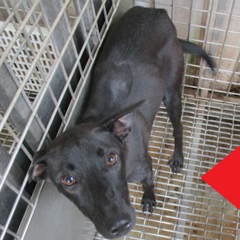 高雄市燕巢動物保護關愛園區,編號:270190, 混種犬          