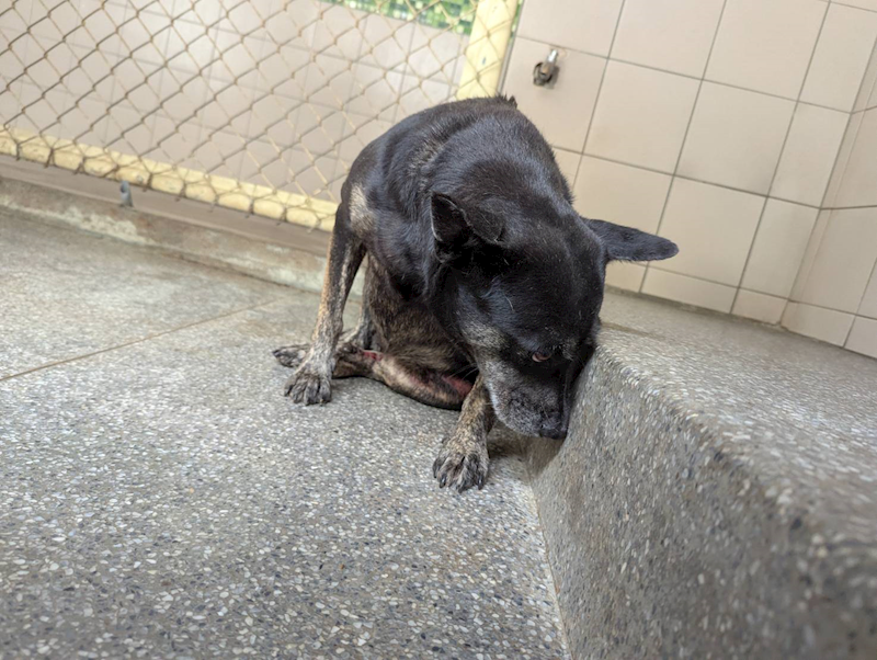 高雄市燕巢動物保護關愛園區,編號:424285, 混種犬          