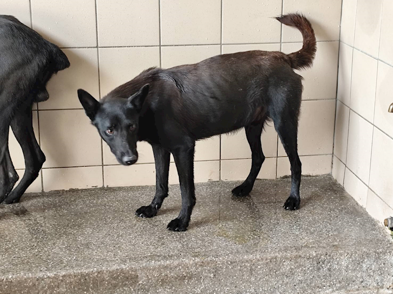 高雄市燕巢動物保護關愛園區,編號:421985, 混種犬          