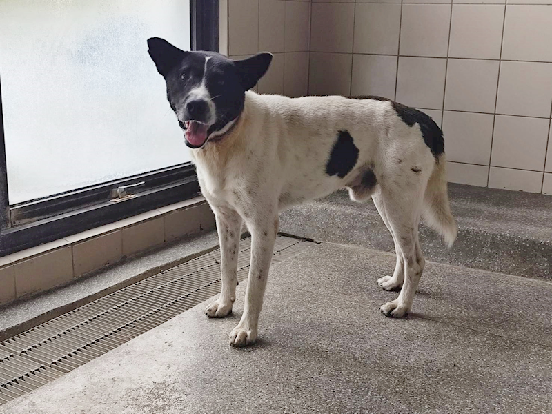 高雄市燕巢動物保護關愛園區,編號:420347, 混種犬          