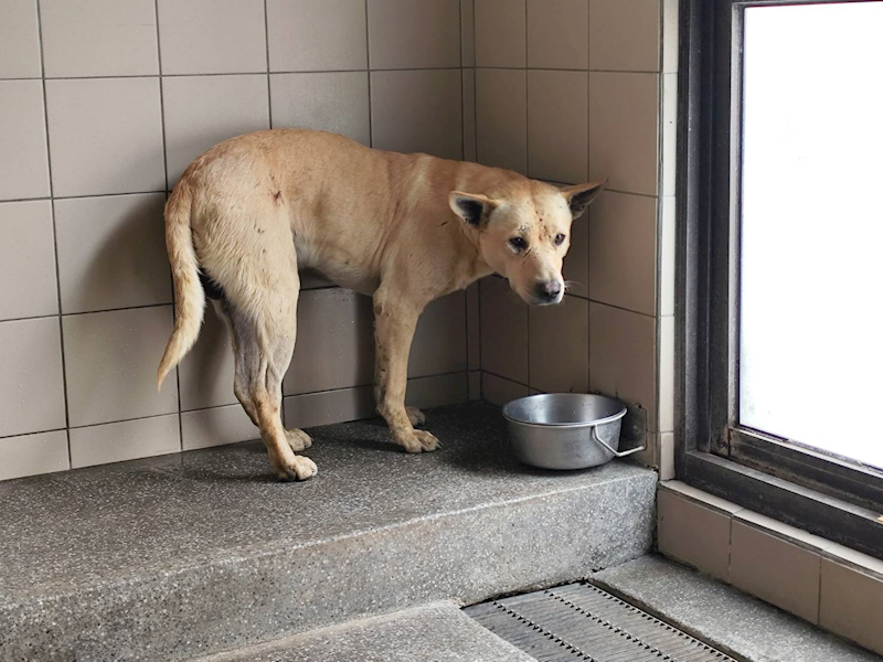 高雄市燕巢動物保護關愛園區,編號:463977, 混種犬          