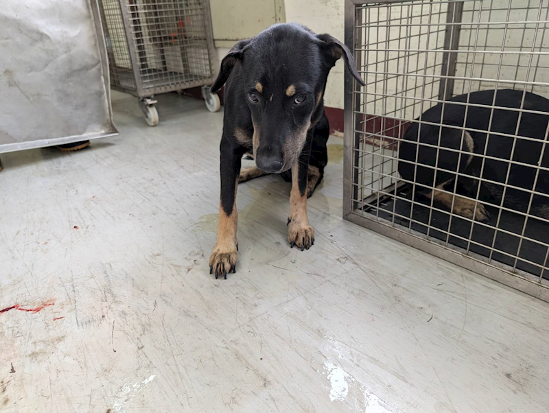 高雄市燕巢動物保護關愛園區,編號:423578, 混種犬          