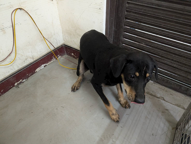 高雄市燕巢動物保護關愛園區,編號:423577, 混種犬          