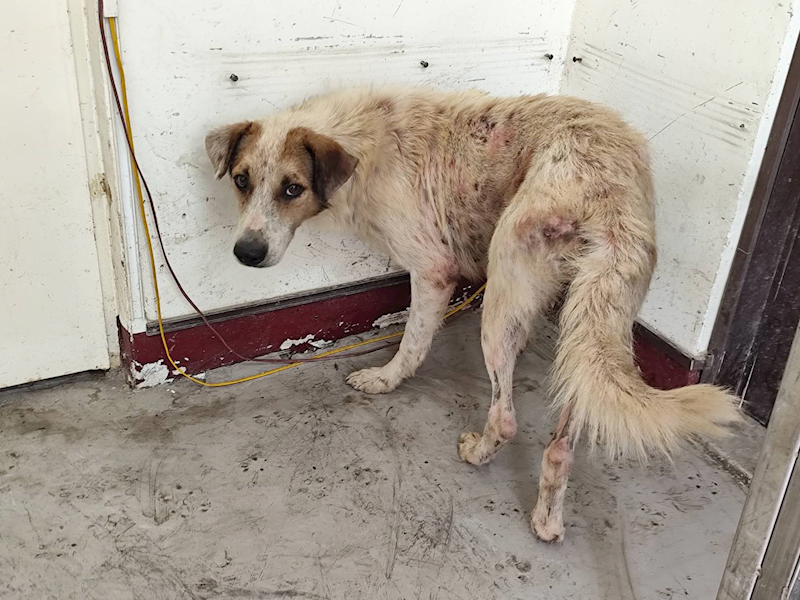 高雄市燕巢動物保護關愛園區,編號:423575, 混種犬          