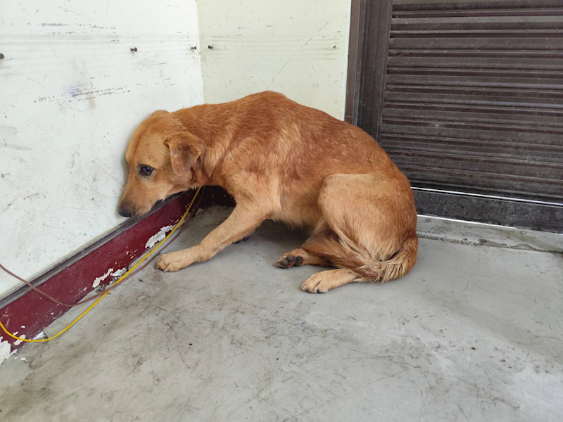 高雄市燕巢動物保護關愛園區,編號:423574, 混種犬          