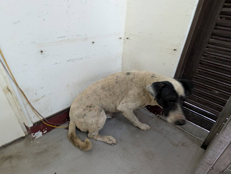 高雄市燕巢動物保護關愛園區,編號:423576, 混種犬          