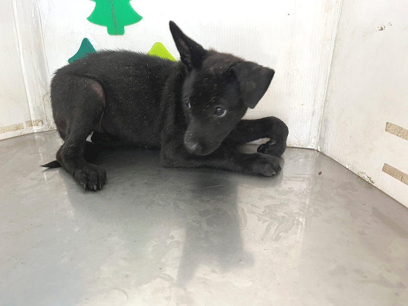 高雄市燕巢動物保護關愛園區,編號:423496, 混種犬          