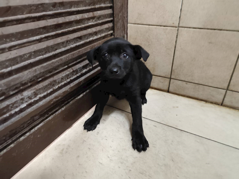 高雄市燕巢動物保護關愛園區,編號:422689, 混種犬          
