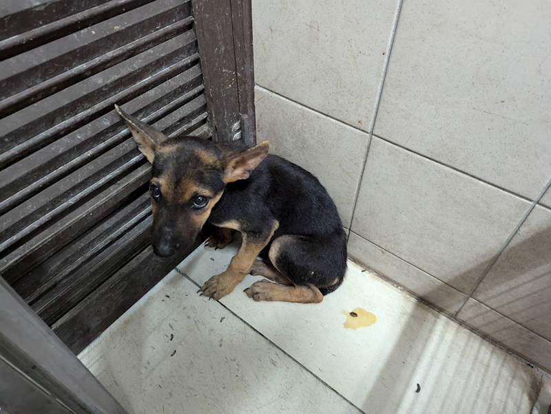 高雄市燕巢動物保護關愛園區,編號:415352, 混種犬          