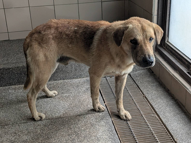 高雄市燕巢動物保護關愛園區,編號:463961, 混種犬          