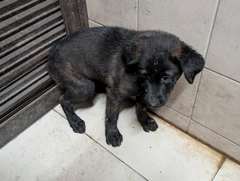 高雄市燕巢動物保護關愛園區,編號:423479, 混種犬          