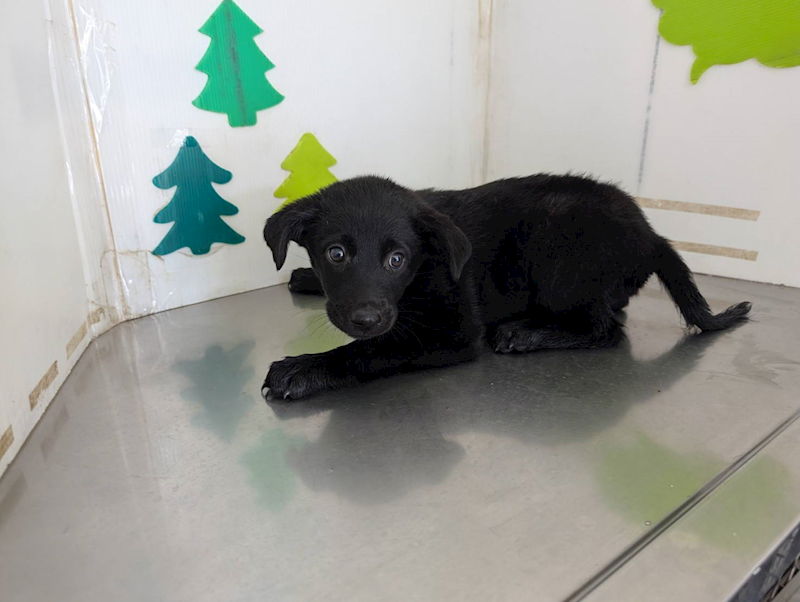 高雄市燕巢動物保護關愛園區,編號:422726, 混種犬          