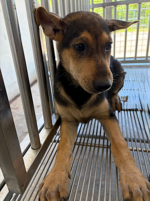 花蓮縣狗貓躍動園區,編號:459743, 混種犬          