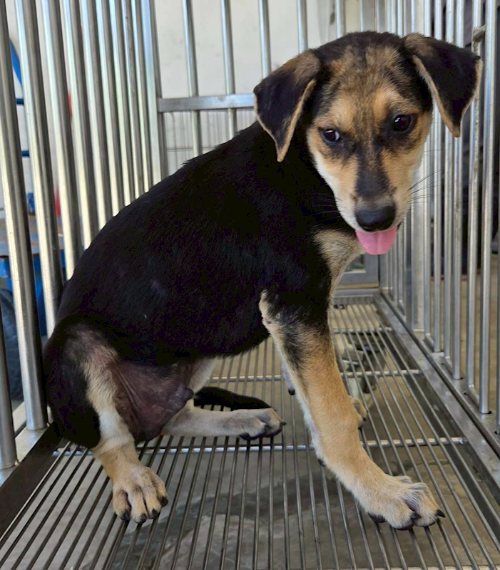 花蓮縣狗貓躍動園區,編號:459748, 混種犬          