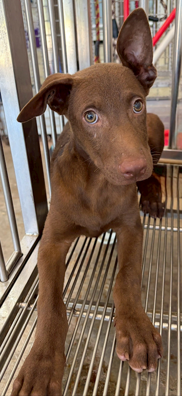 花蓮縣狗貓躍動園區,編號:459742, 混種犬          