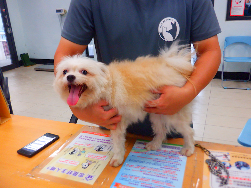 南投縣公立動物收容所,編號:464111, 混種犬          
