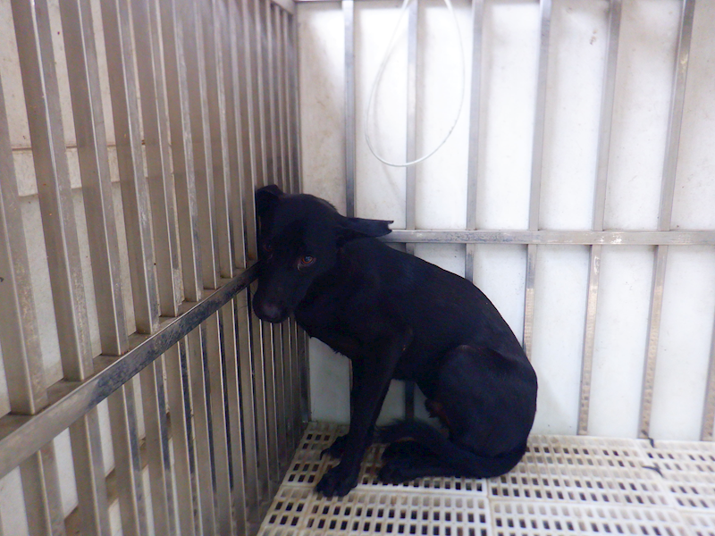 南投縣公立動物收容所,編號:464109, 混種犬          